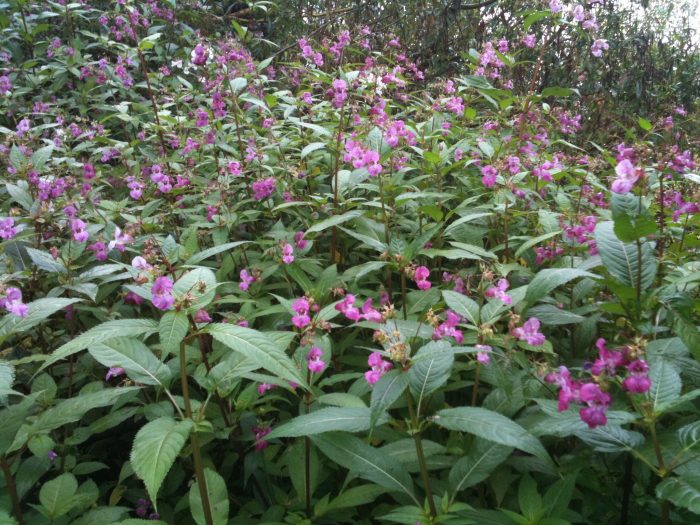 Himalayan Balsam